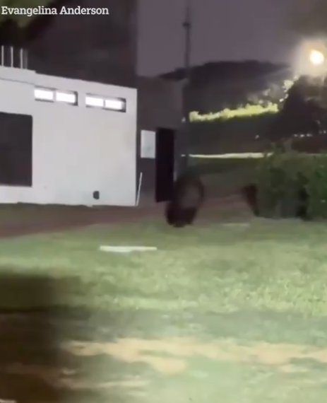 Un orso è entrato nel giardino di un ex giocatore del Manchester City