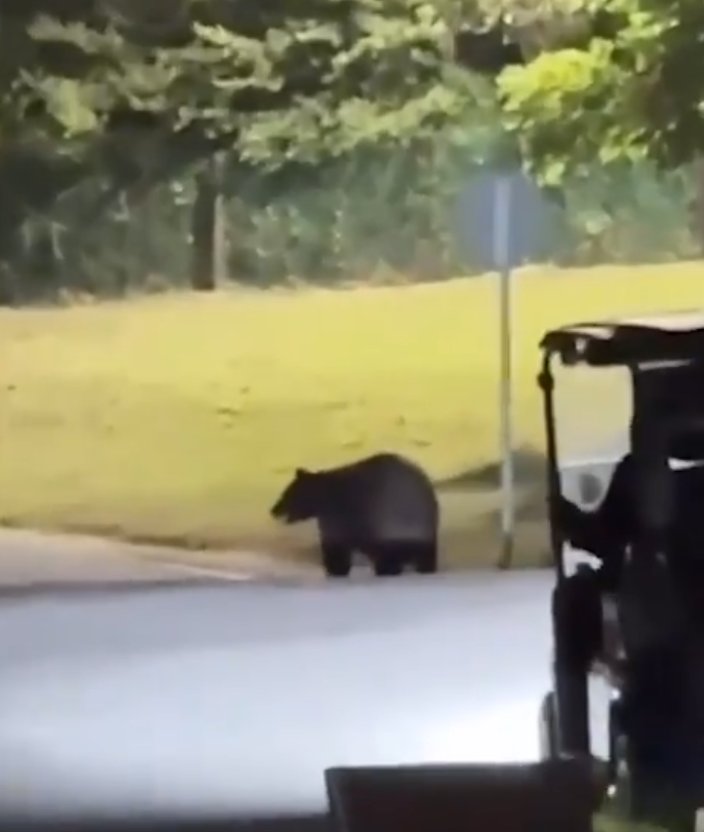 Un orso è entrato nel giardino di un ex giocatore del Manchester City