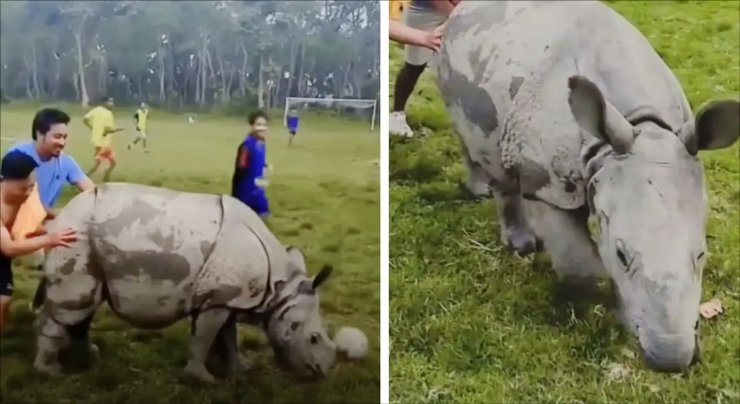 Le Rhino a interrompu le match de football au Népal
