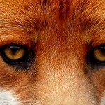Renard