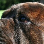 Chien Losc